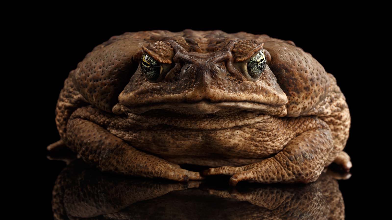 A Cane Toad Against A Black Backdrop