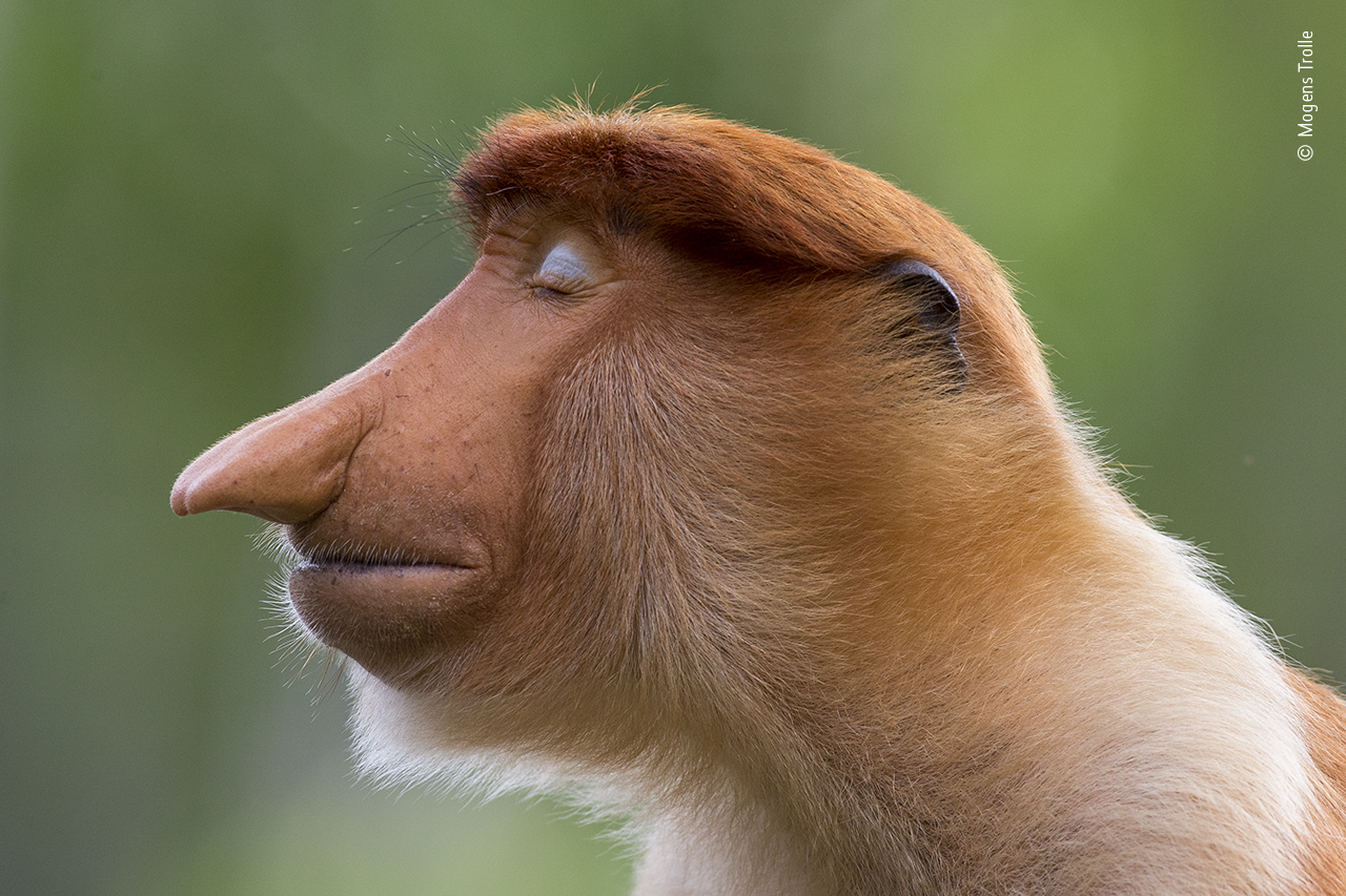 A monkey with its eyes closed