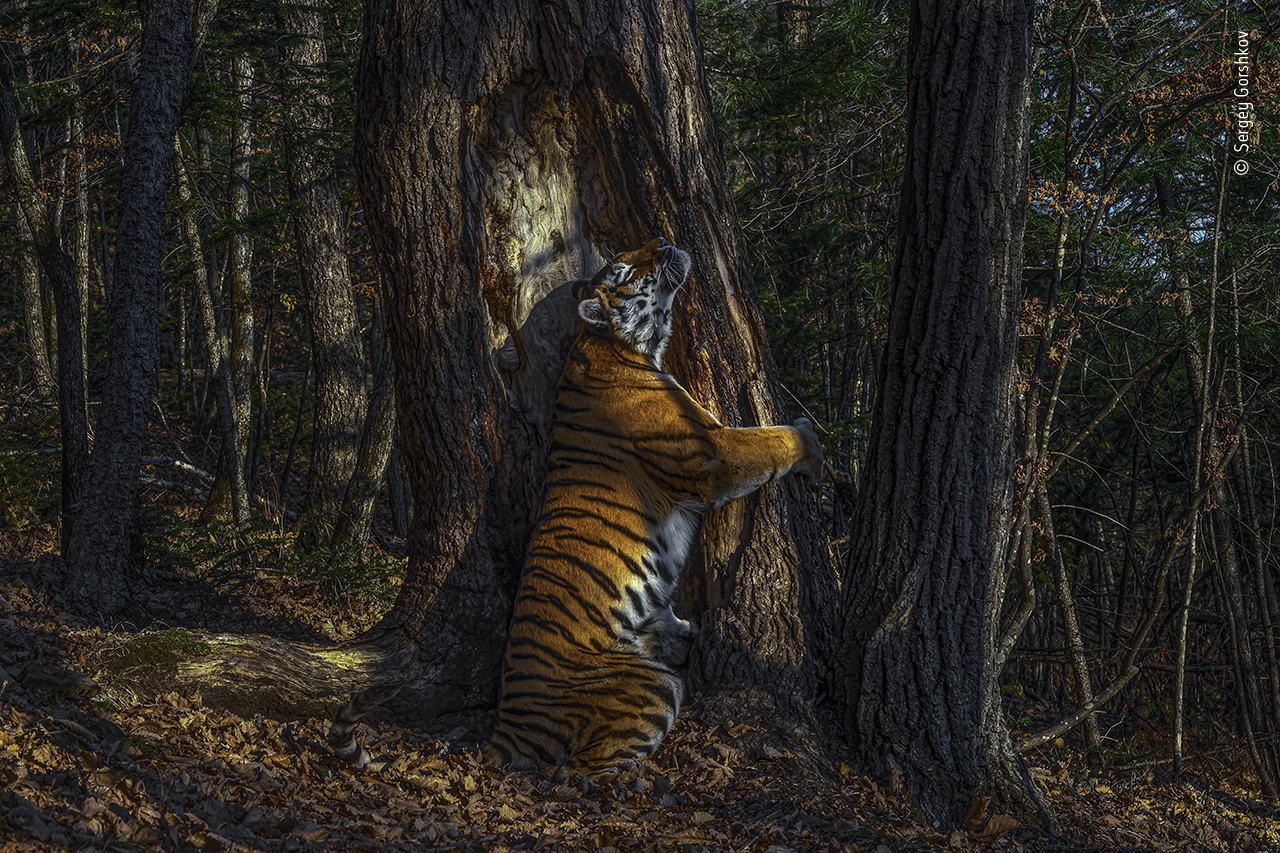 A tiger hugging a tree