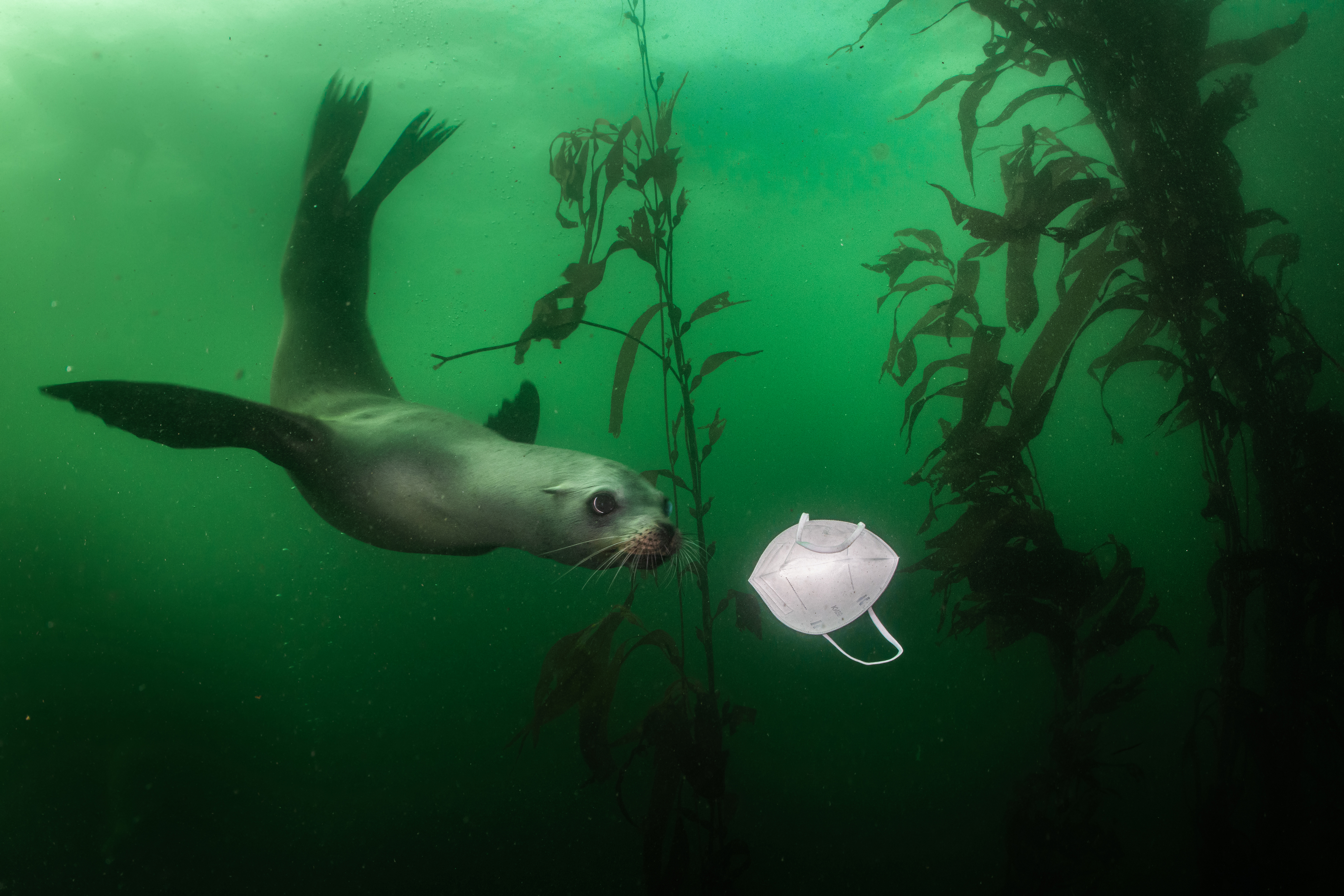 A Californian Sea Lion swims towards a mask