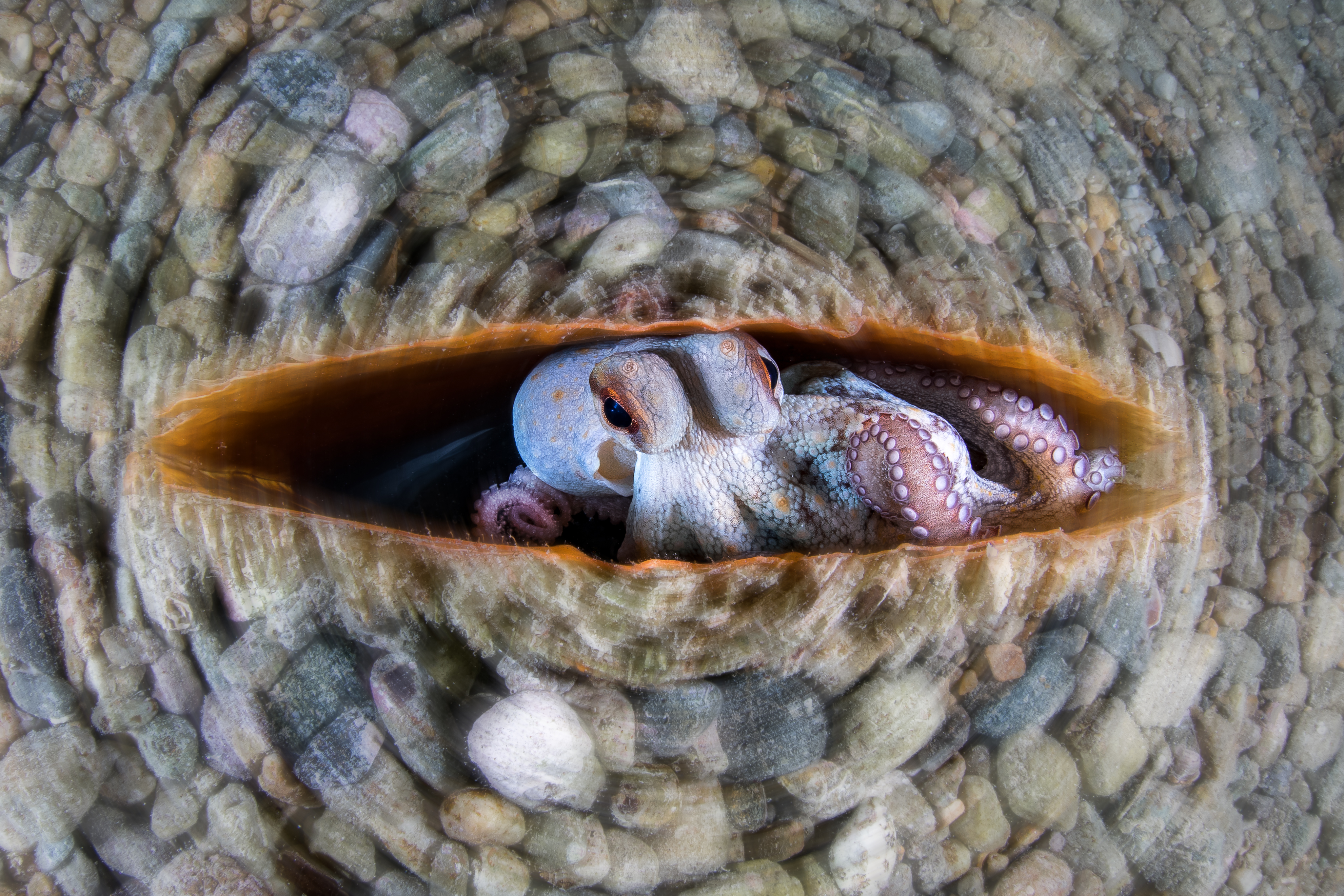 An octopus hiding in a large shell