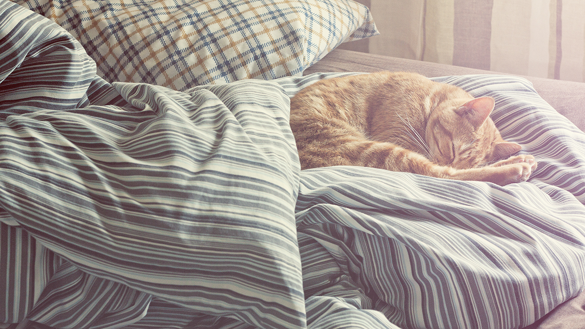Ginger cat asleep on a bed